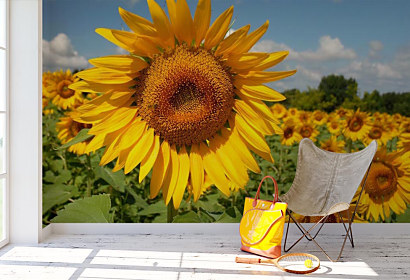 Fototapeta Sunflower dance 